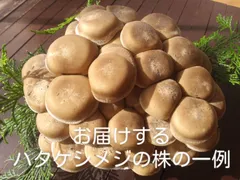2024年最新】ハタケシメジの人気アイテム - メルカリ