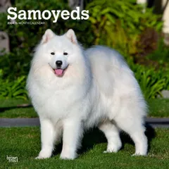 2023年最新】Samoyedの人気アイテム - メルカリ