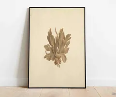 2025年最新】植物標本の人気アイテム - メルカリ