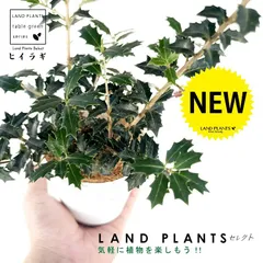 2024年最新】柊 植物の人気アイテム - メルカリ