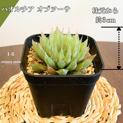 【沖縄育ち】約3㎝ ハオルチア オブツーサ 多肉植物 かわいい 育てやすい 南国 1-8