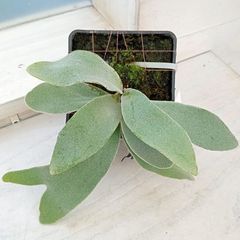 長谷川亀甲竜　6寸鉢 長谷川園芸産】亀甲竜 Dioscorea elephantipes 6寸 | mana's