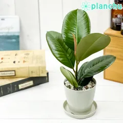 2024年最新】ficus elasticaの人気アイテム - メルカリ