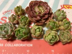 なおこ追加あられ⑱大きめ!❣️ ももホイップ❣️6苗メルカリ便送料込 多肉植物 moco様専用 - メルカリ
