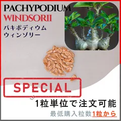 2025年5〜6月採取種子 パキポディウム ウィンゾリー 種子 20粒