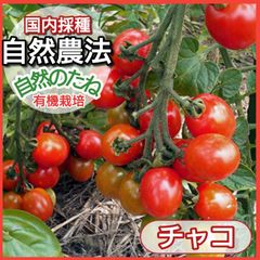 チャコ　ミニトマト　トマトの種　種　野菜の種　タネ　ミニトマトの種　自然農法　国内採種　有機栽培　　家庭菜園　　プランター　有機野菜　身体に安心　10粒