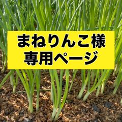まねりんこ様専用‼️玉ねぎ苗