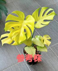 モンステラ デリシオーサ Monstera deliciosa 'Gold Monster' 新種