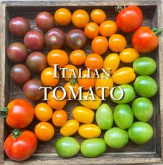樹上完熟 イタリアン トマト アソート 約1.2kg 富山県産