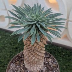 多肉植物ユーフォルビア属  ソテツキリン