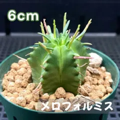 メルカリ便　仔吹　バリダ　♀　メス　群生　鉢ごと 2025年最新】ユーフォルビア バリダの人気アイテム - メルカリ