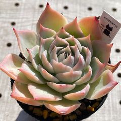 ロンリーハート　多肉植物　エケベリア　韓国苗
