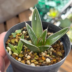 【アガベ　笹の雪虎斑　標本サイズ】　鉢込みメルカリ便 多肉植物 アガベ 笹の雪 虎斑 - メルカリ