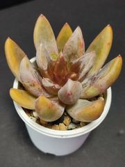 エケベリア 原種  トリマネンシス リオトリマン tolimanensis.Rio Toliman ケーレス実生苗。月曜or火曜日発送。