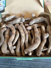 こんにゃく種芋生子(品種:あかぎ大玉)約2kg