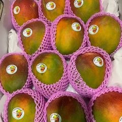 「7月‐中元限定出荷」アップルマンゴー  1箱１２玉６kg（1玉～４５０gr））