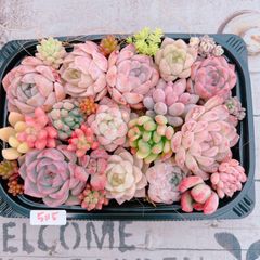 多肉植物 寄せ植えset♡5115
