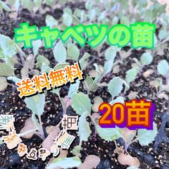 訳あり　キャベツの苗20本セット　冬キャベツ　家庭菜園