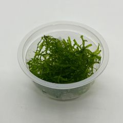 【1カップ】　ADA BIO ウィーピングモス　水草