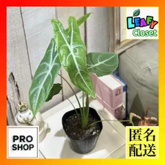 2026年最新】アロカシア ロンギロバシルバーの人気アイテム - メルカリ