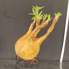 サマーセール グラキリス ベアルート 特大サイズ_3 サマーセール グラキリス ベアルート 特大サイズ_3 - メルカリ