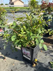 【ルナルイ様専用ページ】シャリマー、トロイメライ