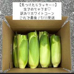 【見つけたらラッキー⭐︎】淡路島　ホワイトコーン　訳あり　お買い得　トウモロコシのサムネイル