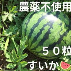 【農薬不使用】すいかの種 西瓜の種 果物の種 熱中症予防に