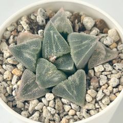 【多肉植物】ハオルチア・ピグマエア　Haworthia pygmaea