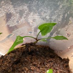 ジュエルオーキッド,tridax red - メルカリ