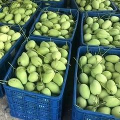 「5月13-14日入荷、入荷次第出荷」　生鮮  ベトナム産 グリーンマンゴー カッチュ種 1箱ー約10kg