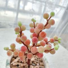 キフォステンマ モンタグナッキー 塊根植物 キフォステンマ・モンタグナッキー | GREEN TRUST online store