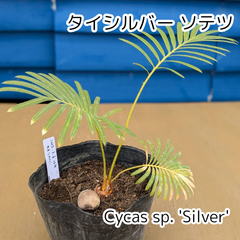 【人気商品‼️】【鉢ごと発送】タイ　シルバーソテツ　Cycas sp.silver　2025-3-6-Sp4