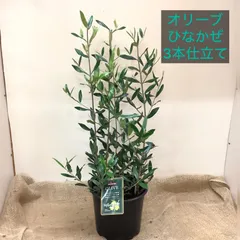 2025年最新】ひなかぜの人気アイテム - メルカリ
