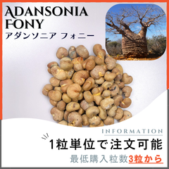 【種子】バオバブ アダンソニア フォニー / セット割あり数量3粒から購入OK