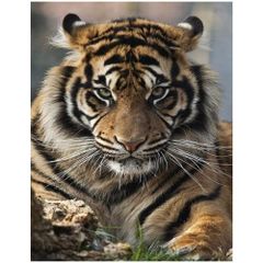 Item thumbnail for item 4821afa3-9a61-4423-a363-c5b67366eae3