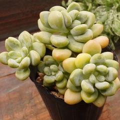 MA130	ピンクチェリー	【イータニク】多肉植物　韓国苗　第四種郵便発送