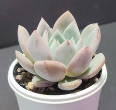 エケベリア 交配種 チワワエンシスイエコラ ×ラウイ 実生苗  月曜or火曜日発送。