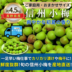 信州小梅 ～爽やかな初夏の香り～【内容量】約4.5kg【配送方法】クール配送【サイズ】当店お任せ【品目】小梅（こうめ）【品種】当店お任せ【産地】長野県【規格】ご家庭用A品B品混合【詰め方】 バラ詰め【配送までの日数】1～4日