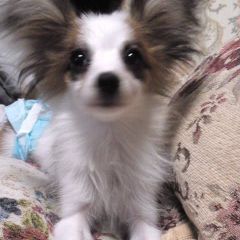 よちよちあんよ♡短足ころころボディ♡マンチカン子猫ちゃん♡アートドールぬいぐるみ ころころボディ♡よちよち短足♡マンチカン子猫ちゃん♡アートドール