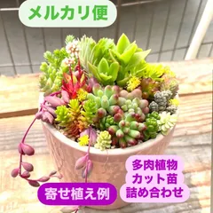 ☆多肉植物植物カット苗詰め合わせ☆このまま飾れません☆自分でちま寄せ☆ルビーティント☆乙女心☆つぶつぶ多肉☆