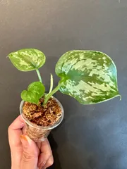 スキンダプサス　ピースン　ピーサン Marble Plants Lovers🪴🪴🙋‍♀️❓ マーブル模様好きには堪らん
