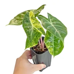 2025年最新】アロカシア 斑入り ピンクの人気アイテム - メルカリ