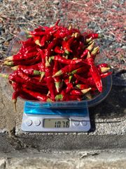無農薬　乾燥唐辛子　鷹の爪　大分県産