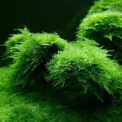 スナゴケ大容量・60×30cmサイズ・お庭・盆栽・植え木周り
