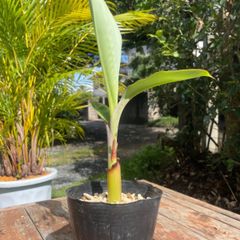 耐寒性　アイスクリームバナナ小苗
