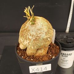 X414【新入荷！】アデニア　キルキー（発根株・鉢植え）【塊根植物】
