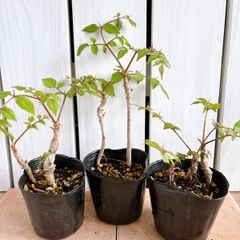 タラの芽　苗　(1株)