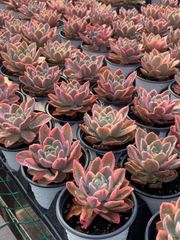 抜き苗 ピンクベラ錦 MY48×18株 ふっくら 多肉植物 エケベリア サボテン 韓国苗 新入荷