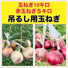 吊るして長期保存可能‼️赤玉ねぎ5キロ➕玉ねぎ10キロ‼️トロトロの甘い玉ねぎ